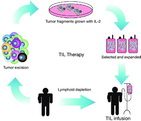 A schematic overview of adoptive T cell transfer or TIL therapy. The ...