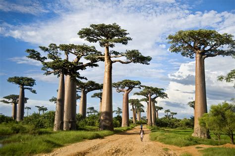 Why Are Some of Africa's Biggest Baobab Trees Dying Off? | WBUR