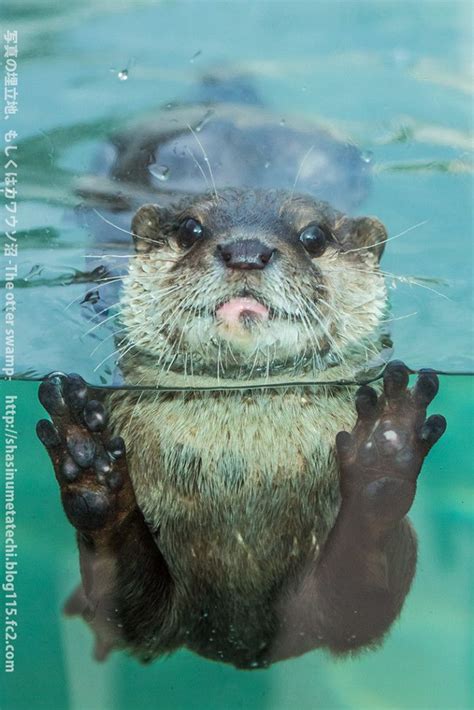 OMG Otters! | Otters cute, Animals, Cute animals