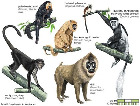 Primate | Definition, Species, Characteristics, Classification, Distribution, & Facts | Monkey ...