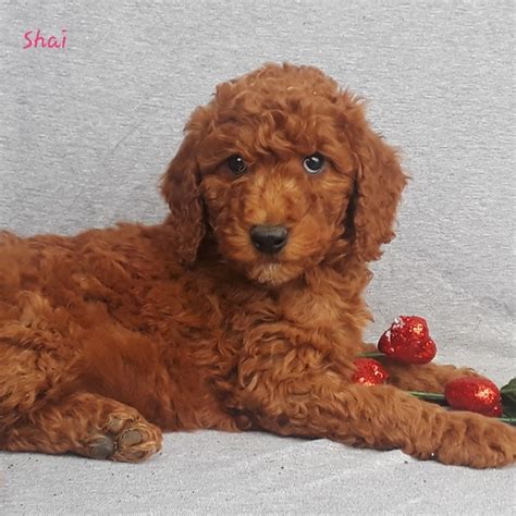 Poodle for Sale in Pennsylvania - Greencastle | #66002 - PetZDaddy