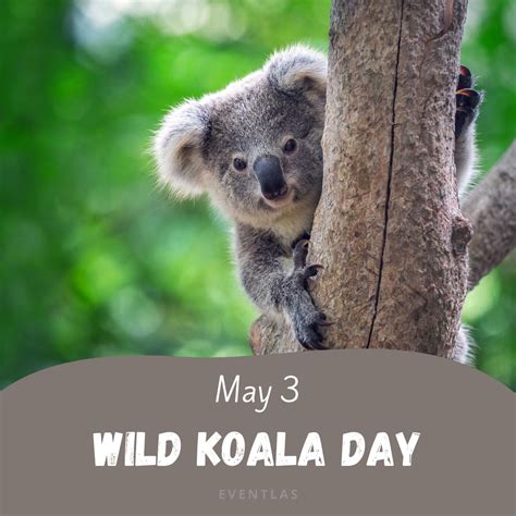 Wild Koala Day 2024 | Eventlas