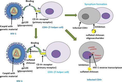 Underscoring the molecular mechanism behind antiviral activity of... | Download Scientific Diagram