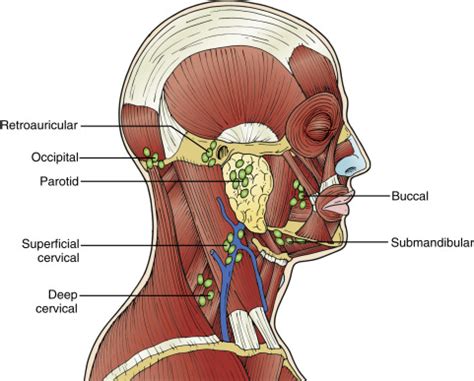 Occipital Lymph Node Location