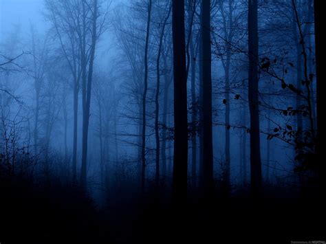 Nightfall | Dark forest, Dark artwork, Dark tree