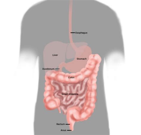 Surgical Procedures for Primary GIST | GIST Support International