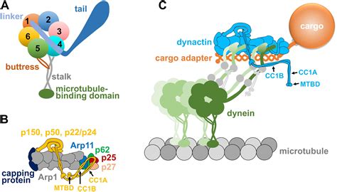 Frontiers | Cargo-Mediated Activation of Cytoplasmic Dynein in vivo