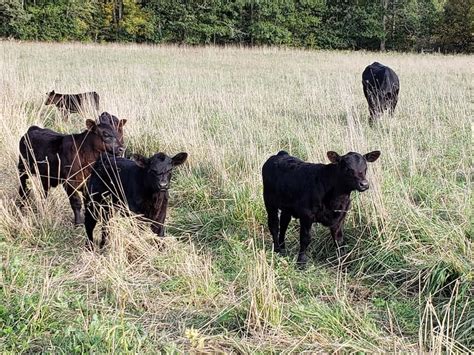 Angus Cattle - Maple Side Farm