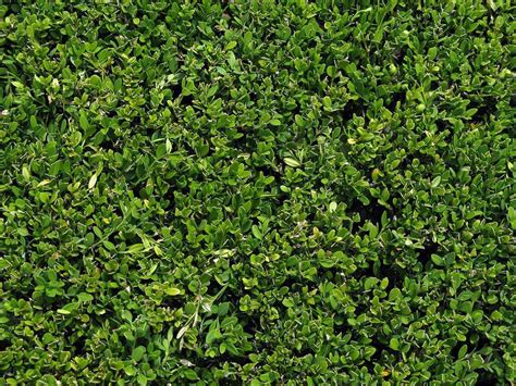 green roof texture - Tìm với Google | Lawn maintenance, Lawn, Hedges