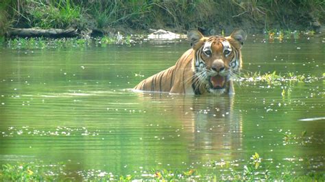 Tiger Encounter in Chitwan National Park - Tiger Encounter