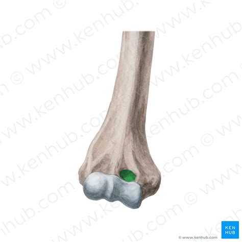 Coronoid fossa (Fossa coronoidea) | Kenhub