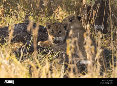 Lion cubs, playing Stock Photo - Alamy