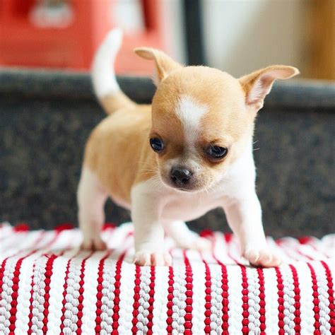 Chihuahua apple head | Apple head chihuahua, Chihuahua puppies, Chihuahua dogs