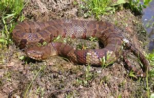 Species Profile: Northern Watersnake (Nerodia sipedon) | SREL Herpetology