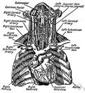 Innominate vein - definition of innominate vein by The Free Dictionary