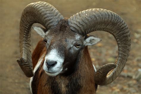 Mouflon Wild Sheep Sheep Horns Free Stock Photo - Public Domain Pictures