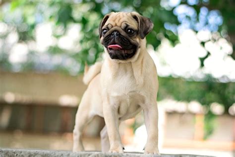 Fawn Pug: Facts, Genetics, Puppy Price & FAQs (With Pictures)