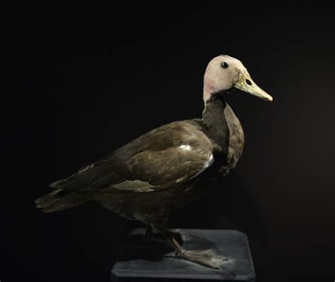 Pink-headed duck #Extinct | Extinction, Animals, Headed