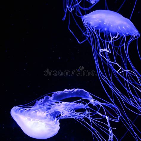 Bioluminescent Jellyfish Wallpaper