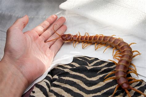 Гигантская сколопендра (Scolopendra gigantea): masterok — LiveJournal