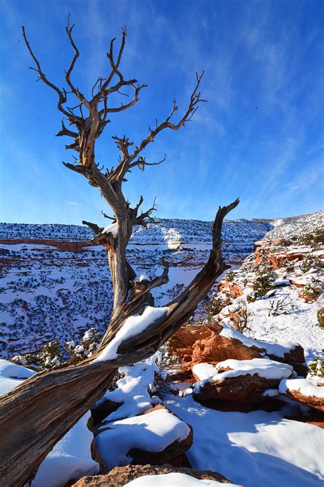 Lone Tree Photograph by Thomas and Thomas Photography - Pixels