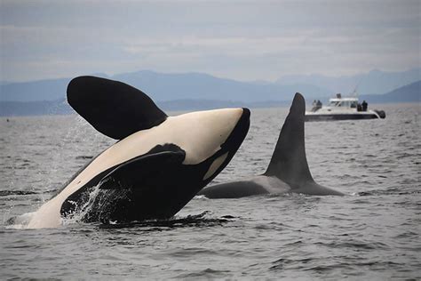 New study sheds light on similarities between whale, human evolution - The Globe and Mail