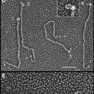 Morphology of Agglutinins and Related Cell Wall Proteins. | Download ...