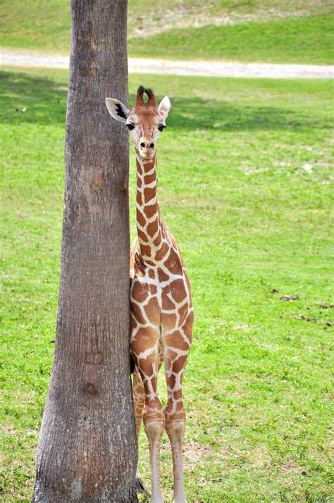 Amazing Animals Pictures: Lovely, tender and cute: The Baby Giraffe (Giraffa camelopardalis) (10 ...