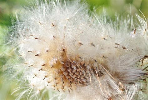 Milk Thistle Seeds Photograph by Kaye Menner