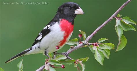 Rose-breasted Grosbeak - American Bird Conservancy