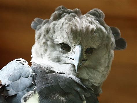 Harpyie / Harpy Eagle (Harpia harpyja) | Harpy eagle, Animal medicine ...