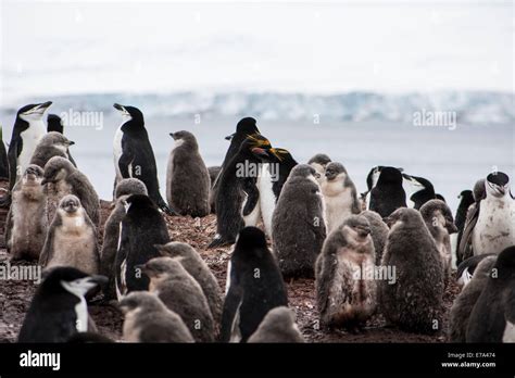 Chinstrap and Macaroni penguins, Antarctica Stock Photo - Alamy