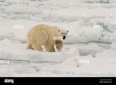 Polar bear stalking prey hi-res stock photography and images - Alamy