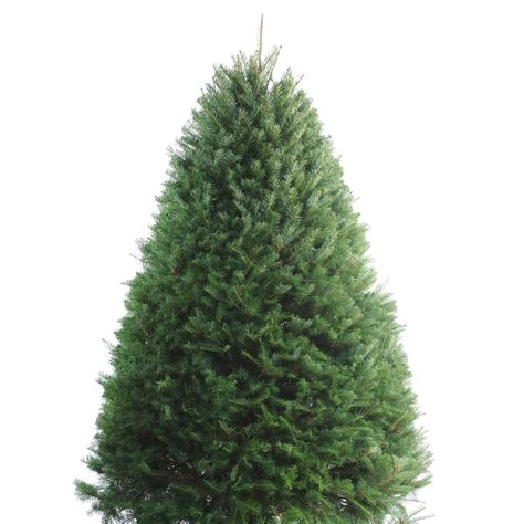 Shop 5-6-ft Fresh Douglas Fir Christmas Tree at Lowes.com