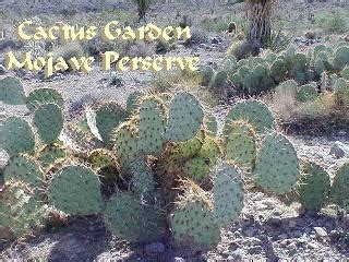 Mojave Desert Cactus