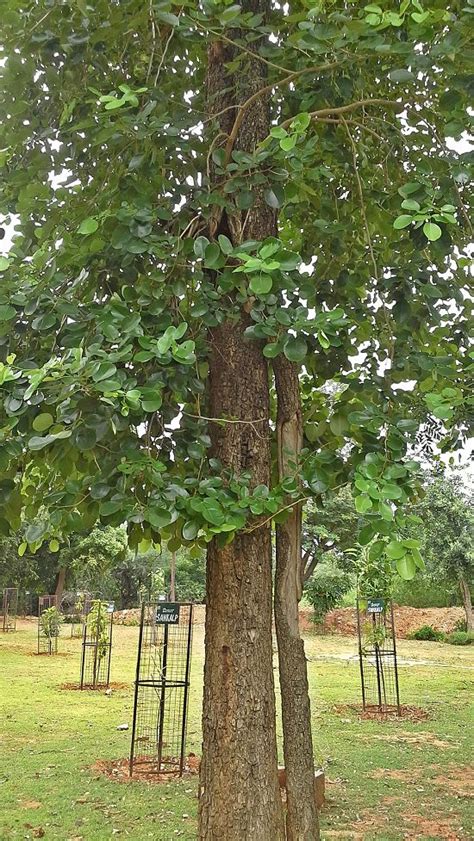 4 Types of Chandan Trees in India | Sandalwood Varieties