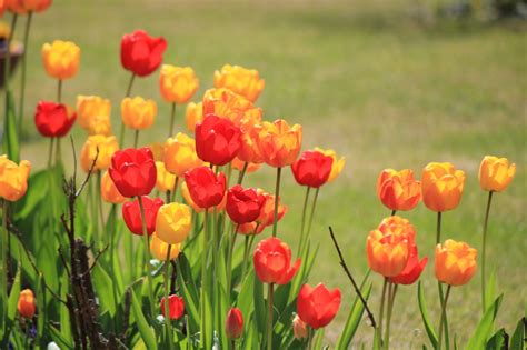 Red and yellow tulips - cc0.photo