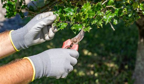 Holly Plant Care: Essentials Of Planting & Growing Holly Tree Right ...