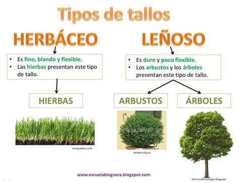 LAS PLANTAS | Clasificación de las plantas, Informacion de plantas, Ciencias de la naturaleza