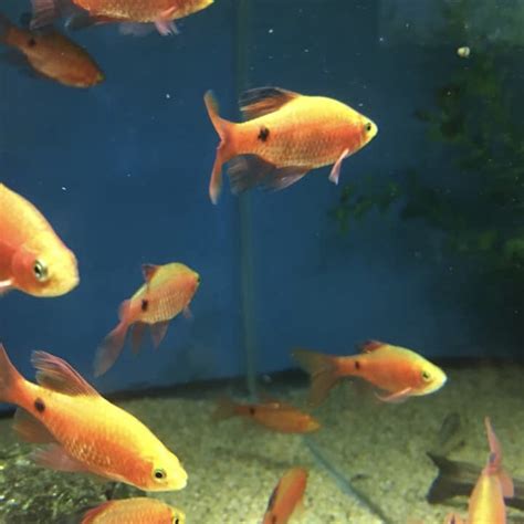 Longfin Rosy Barb - Aquarium Fish Depot