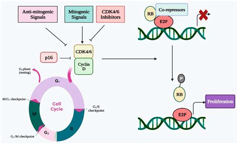 IJMS | Free Full-Text | Deciphering the Immunomodulatory Role of Cyclin ...