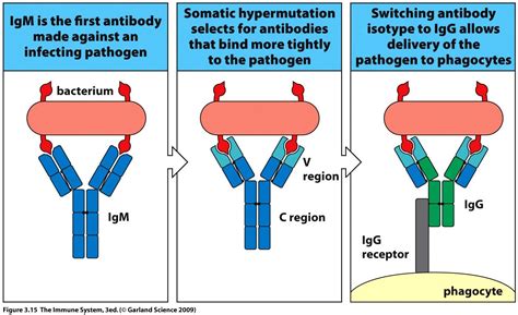 Somatic hypermutation and isotype switching | Lezioni di scienze, Scienza