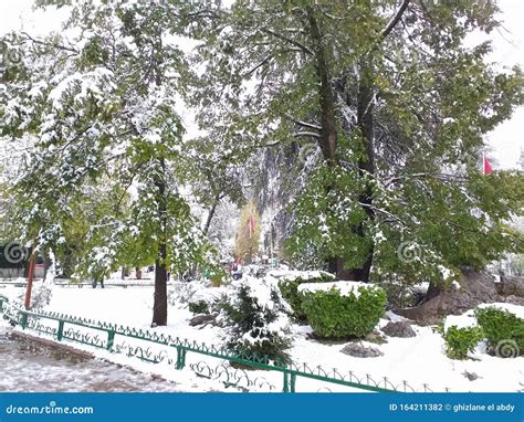 Snowfall in Ifrane from Morocco Stock Photo - Image of mountain, wood: 164211382