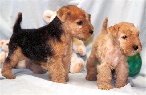 Lakeland Terrier Info, Temperament, Training, Puppies, Pictures