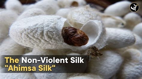 What is Ahimsa Silk and why is it called Non-Violent Silk? How is it ...