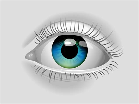 Realistic Vector Eye Vector Art & Graphics | freevector.com