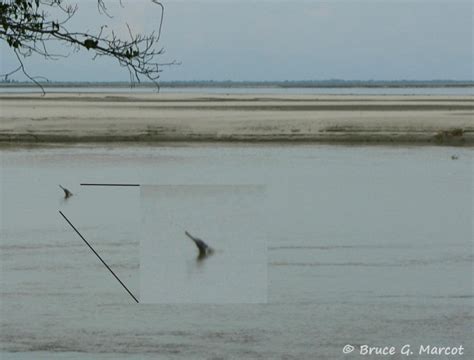 Ganges River Dolphin – "OCEAN TREASURES" Memorial Library