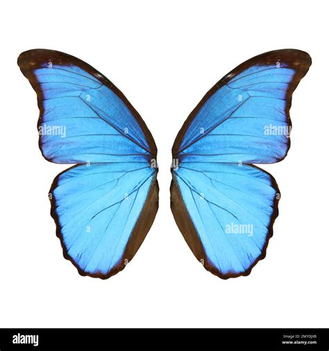 Beautiful morpho butterfly wings on white background Stock Photo - Alamy