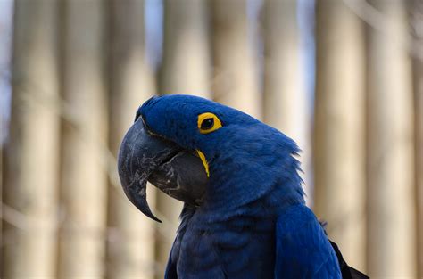 Blue Parrot | Shutterbug