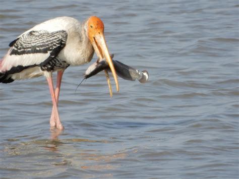 PAINTED STORK Photo Free Download - pgclick | Free Photos for Commercial Use